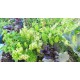 Basilic vert, citron